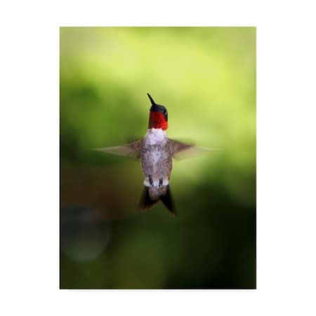J.D. Mcfarlan 'Hummingbird Blurred' Canvas Art,24x32